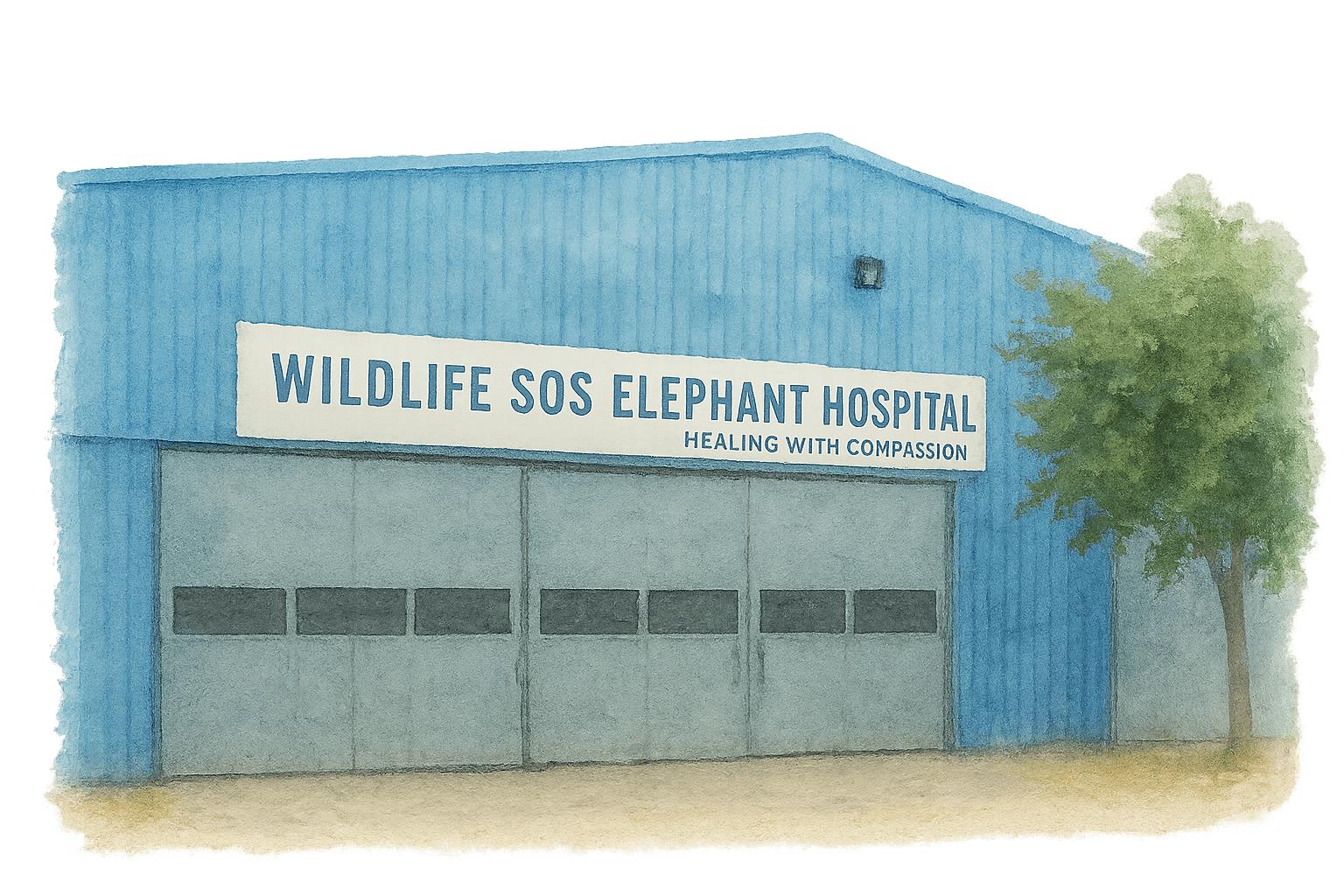 Wildlife SOS Elephant Hospital where Raju lives safely today